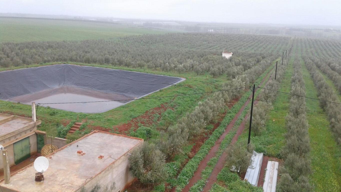 Ferme 32 hectares d'oliviers